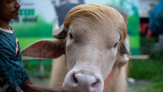 Image from: Viral stardom saves ‘Trump’ buffalo from sacrifice in Bangladesh