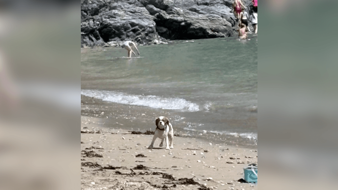 Image from: Frantic dog searches beach for owners during UK heatwave, panicking onlookers