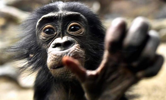 Image from: Scientists Finally Know Why Humans Became So Strongly Right-Handed