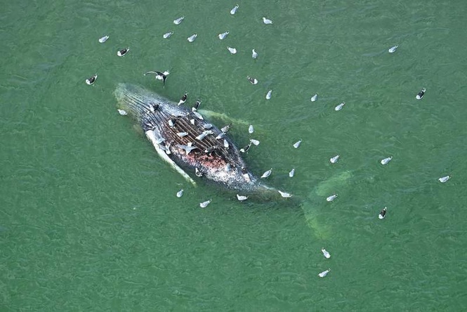Image from: Scientists bet on AI to save gray whales from ship strikes off coast