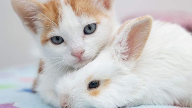 Image from: Woman who abandoned her cat and rabbit ordered to pay them damages