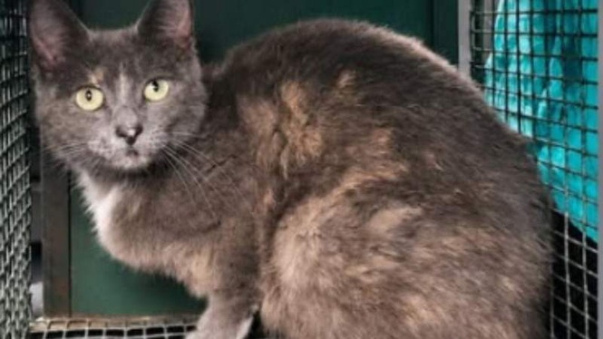 Image from: Stray cat settles in a garden: days later, the 'problem' had multiplied