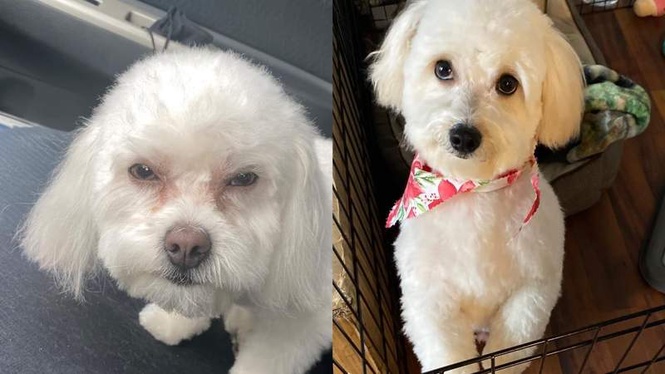 Image from: Poodle returns from the groomer: owner doesn't realise the mix-up until next day