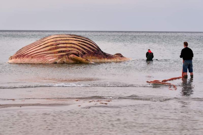 Image from: Dead humpback whale 'Timmy' brought ashore on Danish island