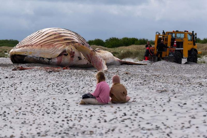 Image from: Autopsy for humpback whale Timmy set for next week in Denmark
