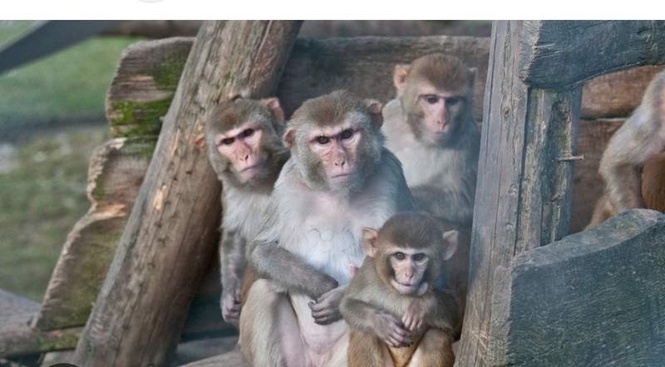 Image from: Death of infant monkey triggers tense scenes at locality in Palampur