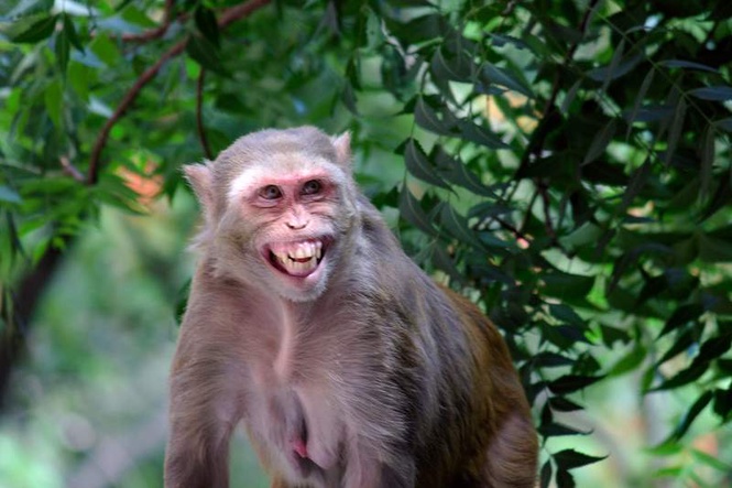 Image from: Monkey snatches bag with Rs 2 lakh in Bulandshahr court; rains notes from tree
