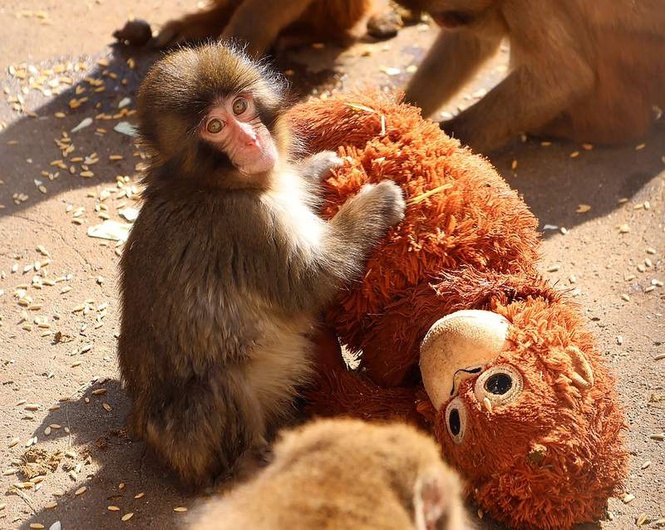 Image from: How a little monkey became a meme phenomenon