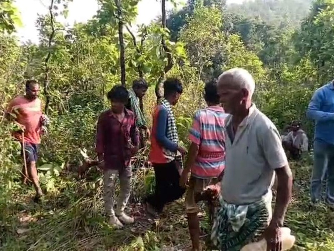 Image from: Odisha: Tiger attacks, kills villager in Mayurbhanj forest; gruesome remains found