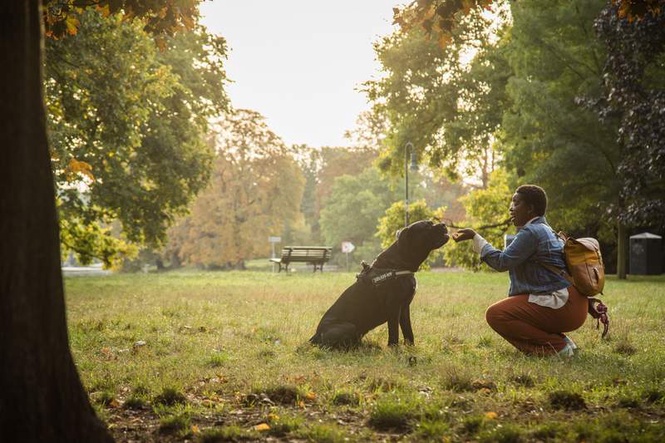 Image from: 'Do it!' What dogs can learn by watching you