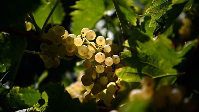 Image from: 'Vitiforestry': French winemakers plant trees in bid to counter climate change