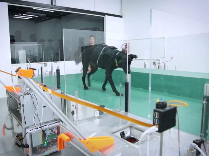 Image from: Bengaluru start-up uses dogs and AI to detect cancer