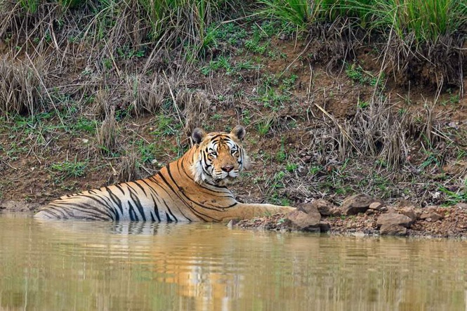 Image from: Tigress Zeenat, who caught attention with 300-km journey across 3 states, gives birth to 4 cubs