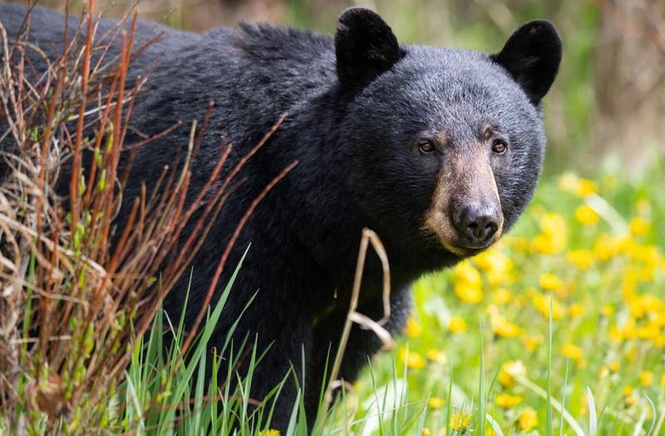 Image from: Bear injures 4 people in residential area of Japan as annual number of attacks rises