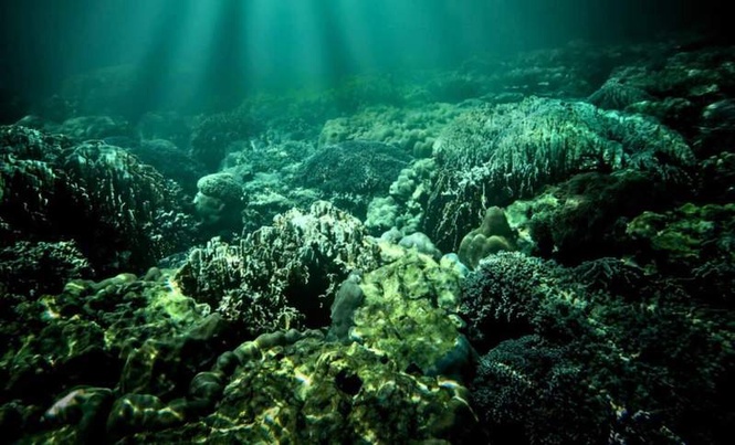 Image from: Australian Microfossils Reveal Complex Cells Living on an Ancient Seafloor 1.7 Billion Years Ago