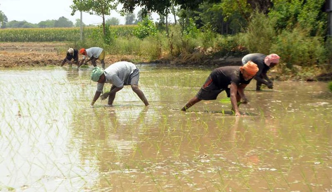 Image from: Labour shortage, water woes slow down paddy transplantation pace