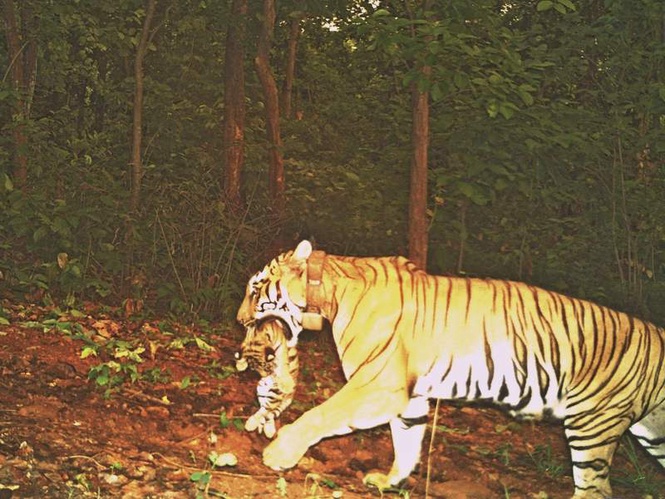 Image from: Odisha: Tigress 'Jinath' gives birth to four cubs in Similipal