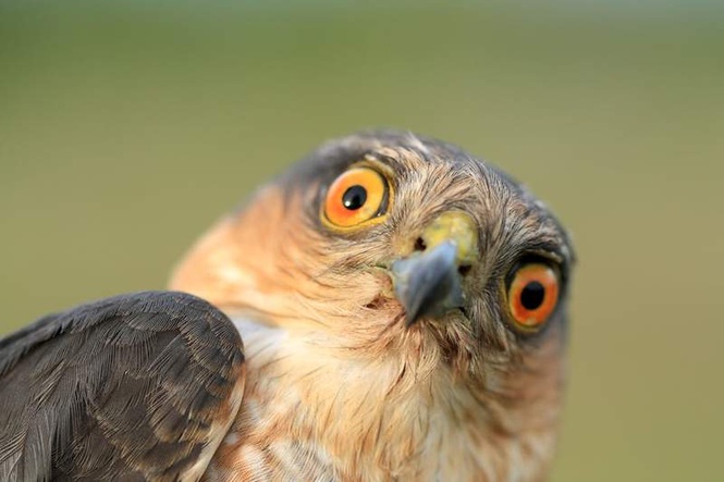 Image from: Birds masturbate, and that’s perfectly normal