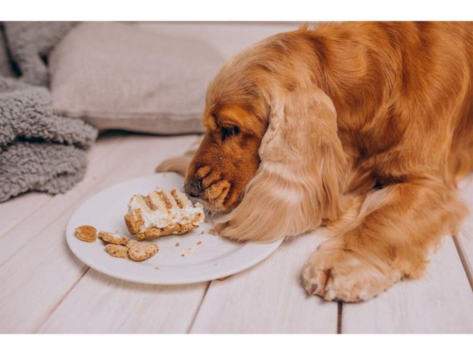 Image from: Expert shares tips on keeping dogs healthy in summer