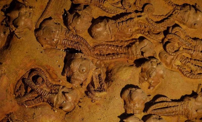 Image from: Scientists Uncover A “Petrified Aquarium” Containing Nearly 500 Fossilized Fish That Survived The Asteroid That Wiped Out The Dinosaurs