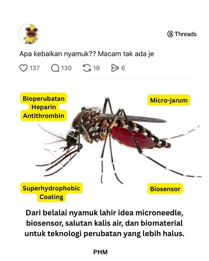 Image from: "Kebaikan" nyamuk yang ramai tak tahu