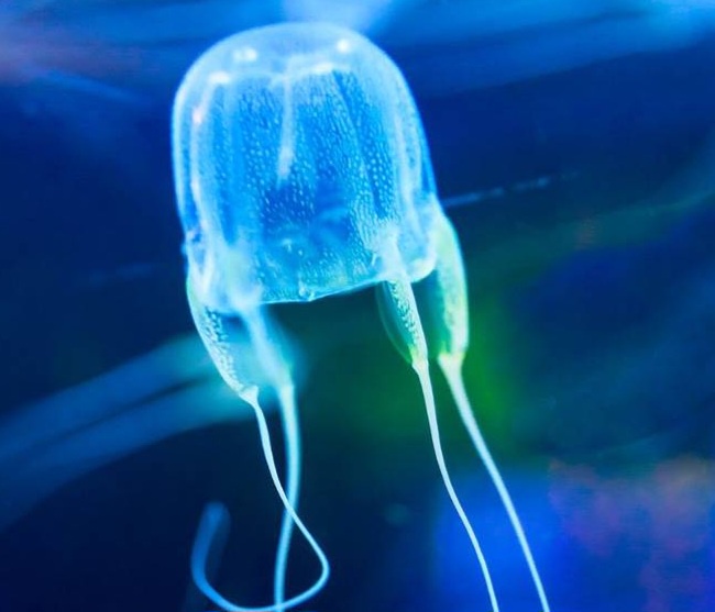 Image from: Fatal tentacles of Box Jellyfish