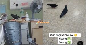 htar burung berkeliaran dalam wad