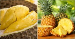 durian nanas buah kebangsaan malaysia