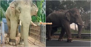 gajah sulong chalil
