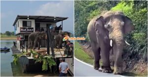 gajah sulong