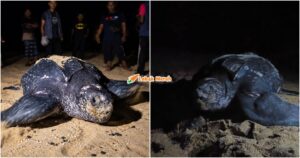 penyu belimbing raja penyu bertelur di pantai terengganu