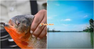 piranha perut merah empangan klau