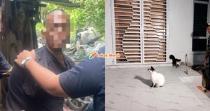 ft buat perkara tak senonoh dengan kucing