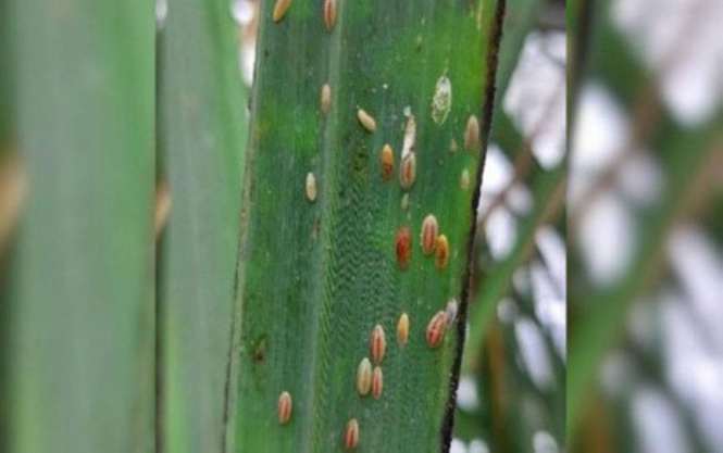 DA orders fungus production to stop sugarcane pest