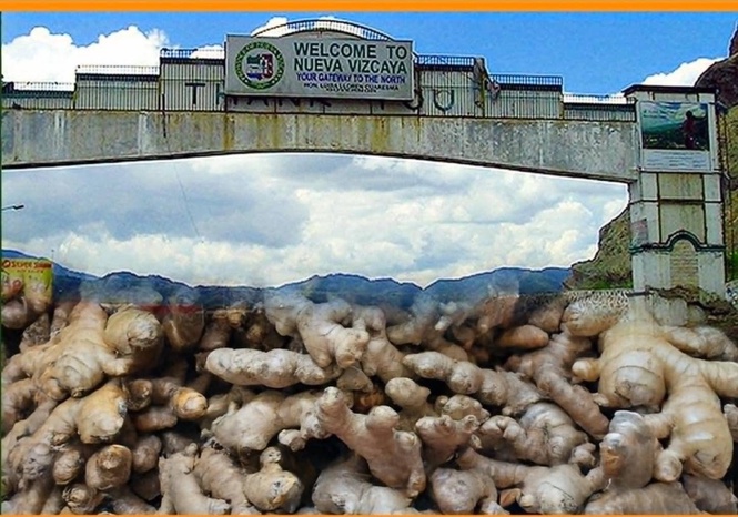 Nueva Vizcaya receives ginger production boost