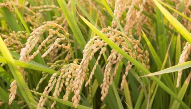 Palay output improves in Q2 but dips in 1st half