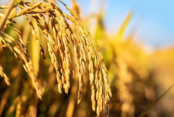 Palay farmgate prices post 36.3% surge in July