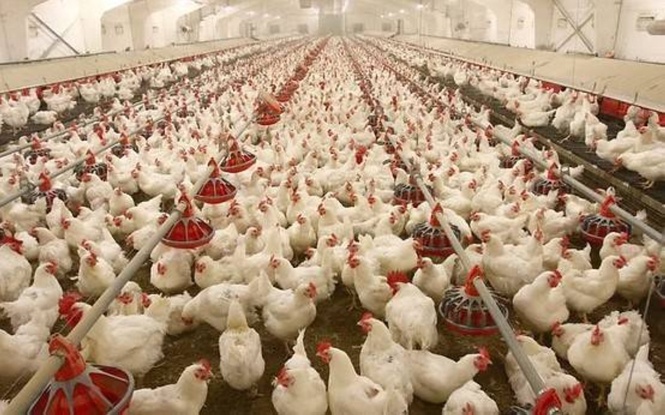 DA lifts ban on birds from Illinois, Minnesota