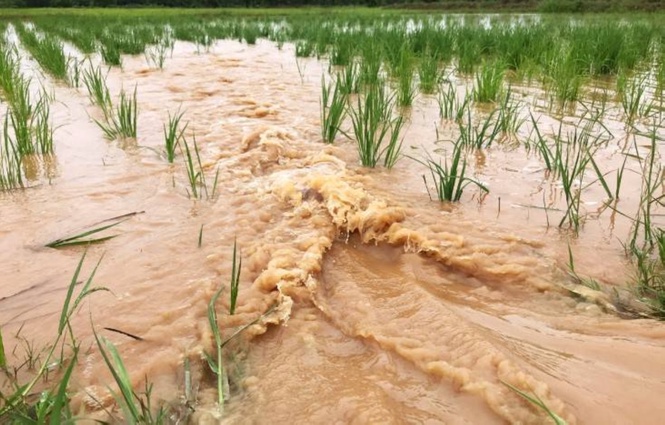Agri losses from storms, monsoon climb to P2.32B