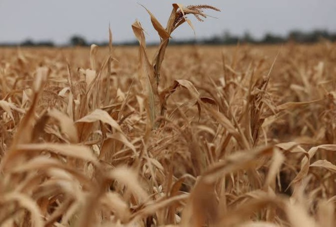 World food prices highest since 2022 – FAO