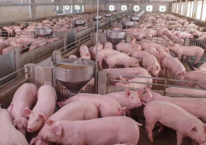 PH pork output to grow 4.4% – report