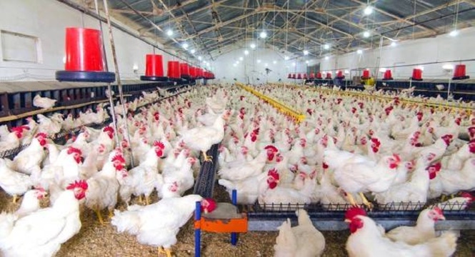 Chicken output seen rising; DA to aid hog raisers