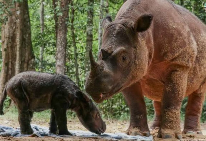 Sumatra rhino pregnancies nurse hope for endangered species' future