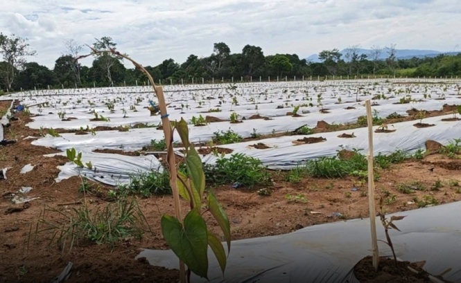 Ube positioned as a high- value crop in Region 2