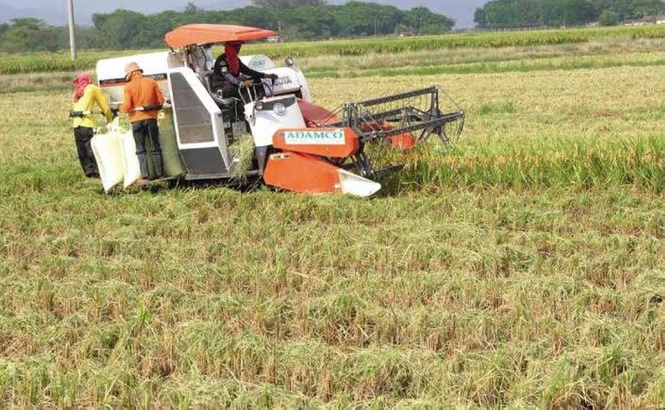Palay production to reach 3.10MMT in Q3