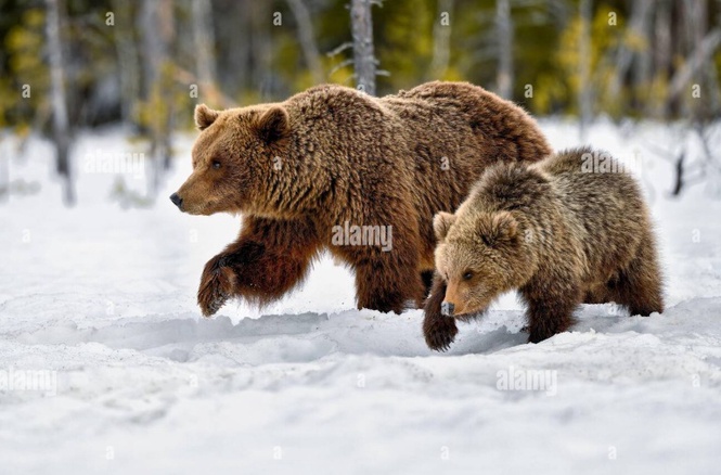 Image from: Why Russia is expanding the Northern Sea Route