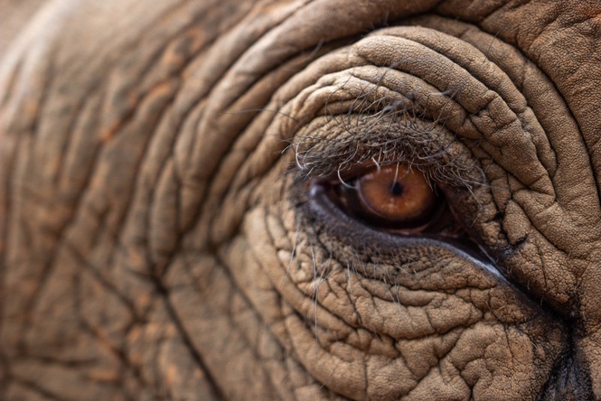Decapitated Borneo Pygmy elephant found in Sabah, authorities probe suspected wildlife crime