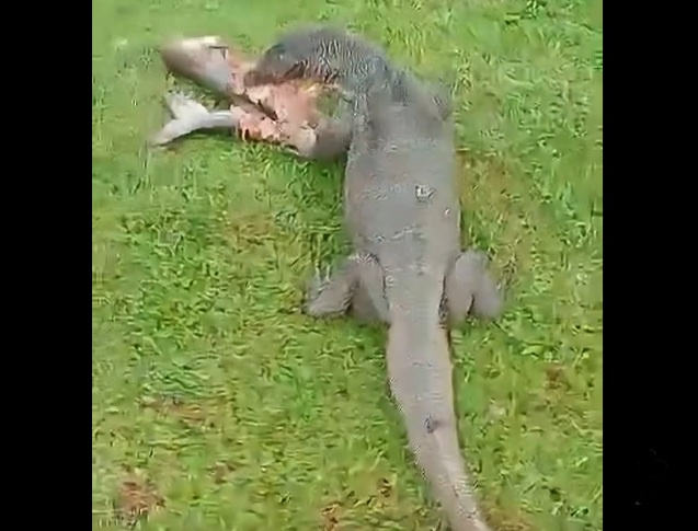 Two ‘people friendly’ monitor lizards fascinate visitors to Seremban Lake Gardens (video)