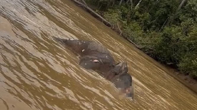 Organ and stomach samples collected from bull elephant found dead in Kinabatangan River