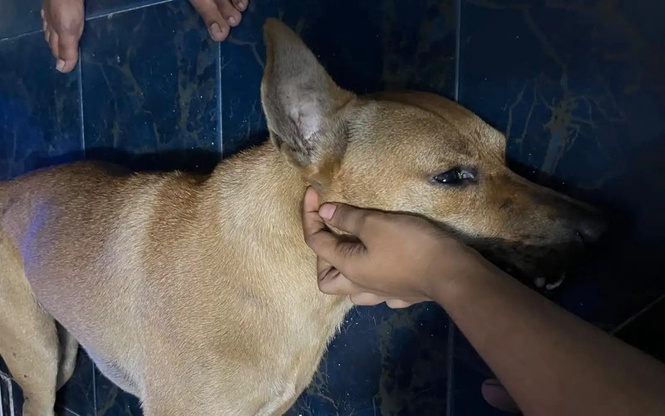 Police open animal cruelty probe into dog's death during stray capture operation
